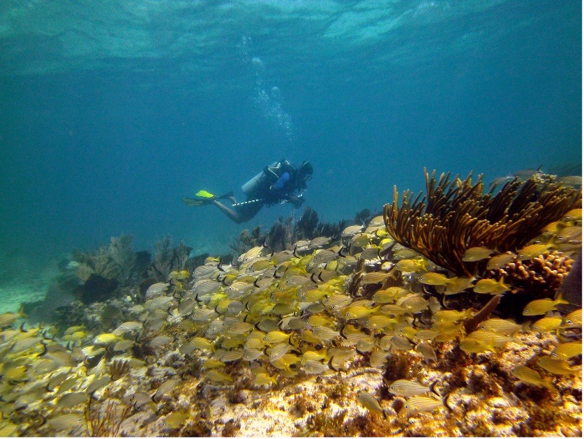 ¿Quiénes participan?
&nbsp;
Este esfuerzo es posible gracias a la colaboración de:
1. Comunidades pesqueras como Sirenas de Natividad, Grupo comunitario Bahía de los Ángeles, Héroes del Mar, Grupo de monitoreo submarino de la costa del oriente de Yucatán, buzos comunitarios de Cabo Pulmo, y Buzo Monitoreo y Conservación Bahía de Kino.
2. Sociedades cooperativas como SCPP Buzos y Pescadores de Baja California, SCPP Emancipación y SCPP Punta Abreojos.
3. Organizaciones como WWF, GGGI, Conservación Internacional México y Aqua Ghost Busters.
4. Autoridades gubernamentales y la CONANP.
5. Mujeres, juventudes y autoridades locales comprometidas con la protección marina.